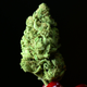 A bud of Maui Afghooey medical marijuana is displayed at the PureLife Alternative Wellness Center on July 27, 2012 in Los Angeles, California.